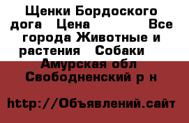 Щенки Бордоского дога › Цена ­ 60 000 - Все города Животные и растения » Собаки   . Амурская обл.,Свободненский р-н